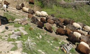 Прикачена снимка