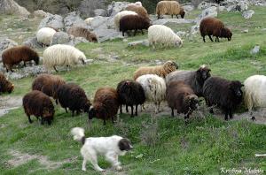 Прикачена снимка