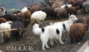 Прикачена снимка