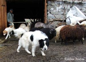 Прикачена снимка