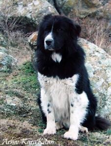 Прикачена снимка