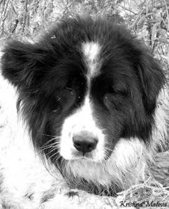 Прикачена снимка