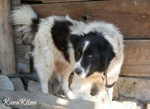 Прикачена снимка