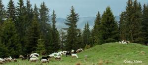 Прикачена снимка