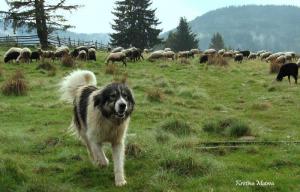 Прикачена снимка