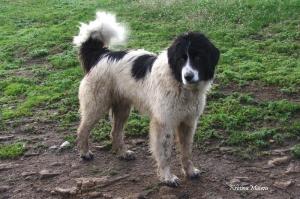 Прикачена снимка