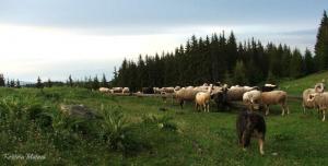 Прикачена снимка