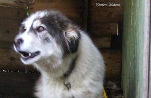 Прикачена снимка