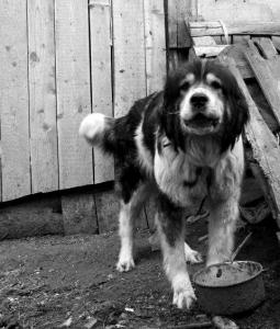 Прикачена снимка