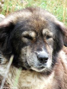 Прикачена снимка