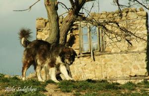 Прикачена снимка