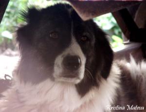 Прикачена снимка