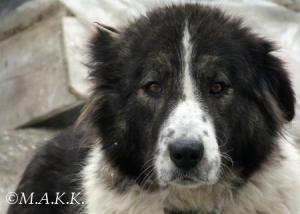 Прикачена снимка