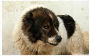 Прикачена снимка