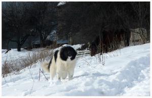 Прикачена снимка