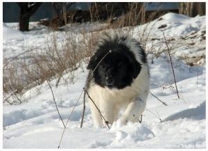 Прикачена снимка