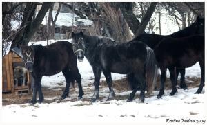 Прикачена снимка