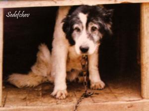 Прикачена снимка