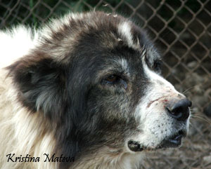 Прикачена снимка