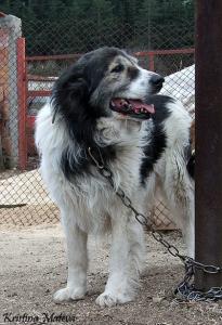 Прикачена снимка