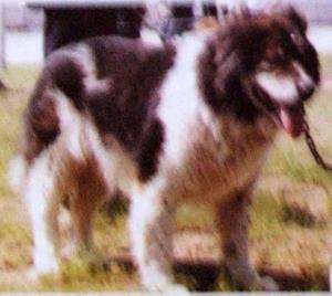 Прикачена снимка