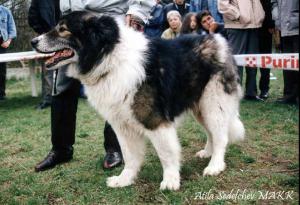 Прикачена снимка