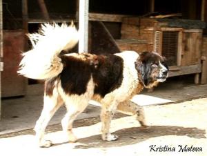 Прикачена снимка