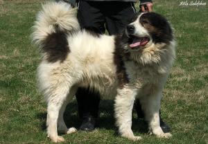 Прикачена снимка