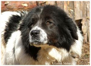 Прикачена снимка