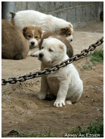 Прикачена снимка