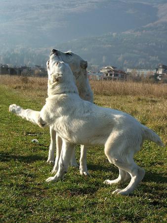 Прикачена снимка