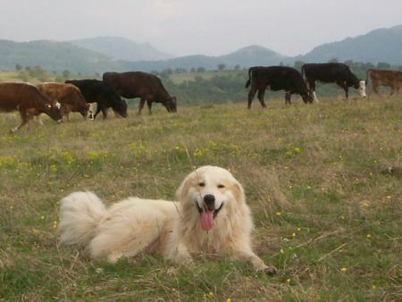 Прикачена снимка