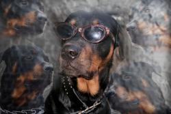 Прикачена снимка