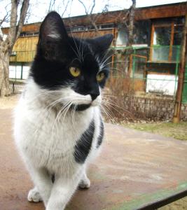 Прикачена снимка