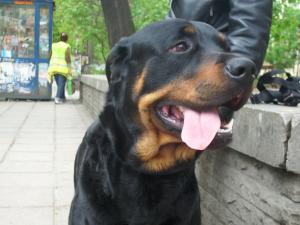 Прикачена снимка