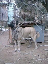 Прикачена снимка
