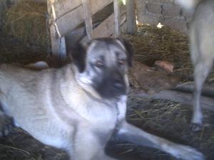 Прикачена снимка