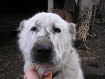 Прикачена снимка
