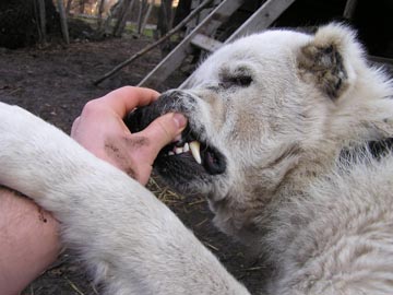 Прикачена снимка