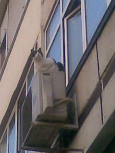 Прикачена снимка