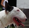 balkan bull снимка