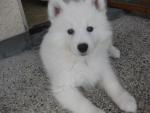 puppyy снимка