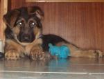 fenka_dog снимка