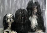 Tibetan Terrier снимка