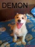 demon 88 снимка