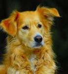 s0ul_stealer снимка