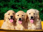 love_animals_always снимка