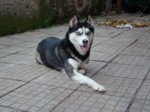 gogo_t снимка