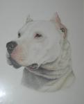 Dogo Argentino and  Huskey снимка