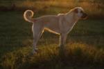 Ishtar_kangal снимка